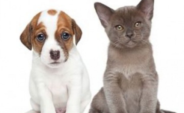 131_chiot-chaton-Fotolia_58835697_XS_resultat-052701cde5